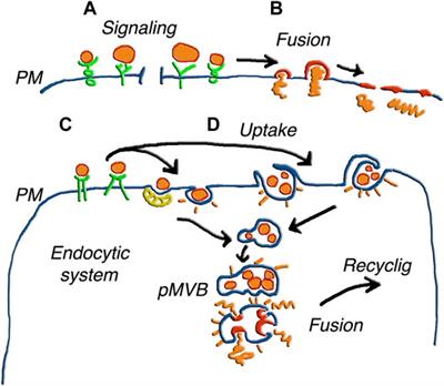 Unconventional Protein Secretion Dependent on Two Extracellular Vesicles: Exosomes and Ectosomes